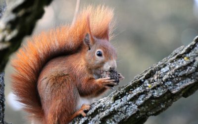 Elternbrief zum Herbst „Eichhörnchen“